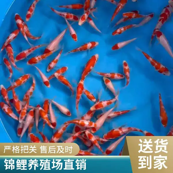 山东泰安本地观赏鱼苗锦鲤鱼苗养殖场 锦鲤幼鱼批发 适应性强