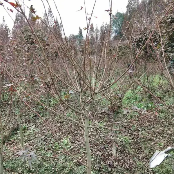 ���ݺ���̻�������ľ���� ����ֱ���ձ���� ������� �й����