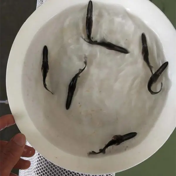 淡水鸭嘴鱼苗 优质鸭嘴鲟鱼类 鲟龙鱼路亚匙吻鲟鱼苗水产鲜活养殖