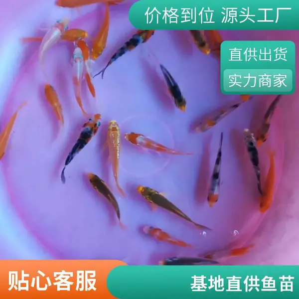 锦鲤苗价格实惠 山东泰安本地观赏鱼苗锦鲤鱼苗养殖场 基地直供