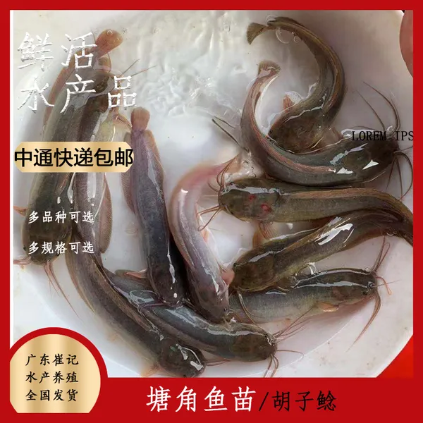 塘鲺鱼苗厂家 本地塘鲺鱼苗 塘鲺鱼苗价格