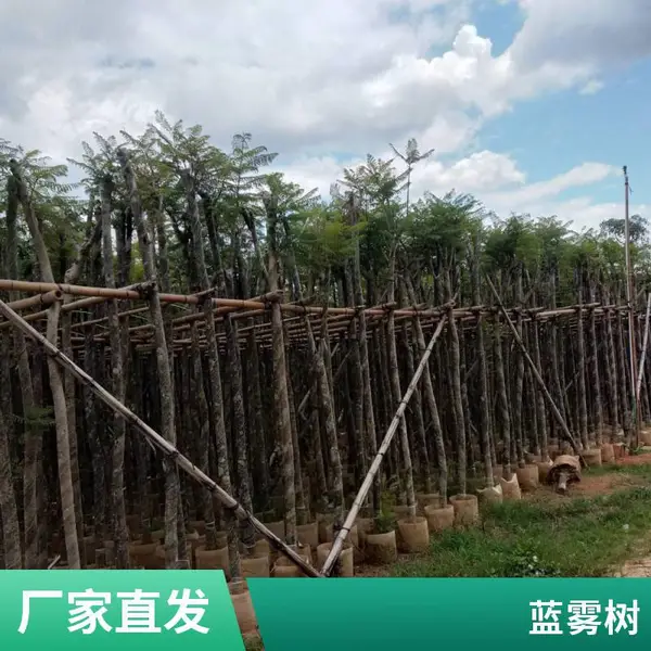 蓝花楹容器苗南方苗木品种景观树园林工程云 南蓝雾树