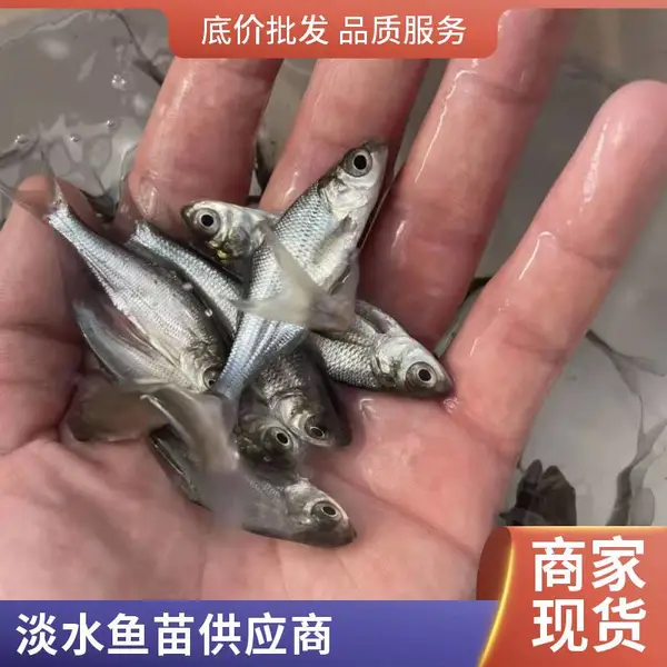 ���������� ̨�崿������ �ӽ������� �������