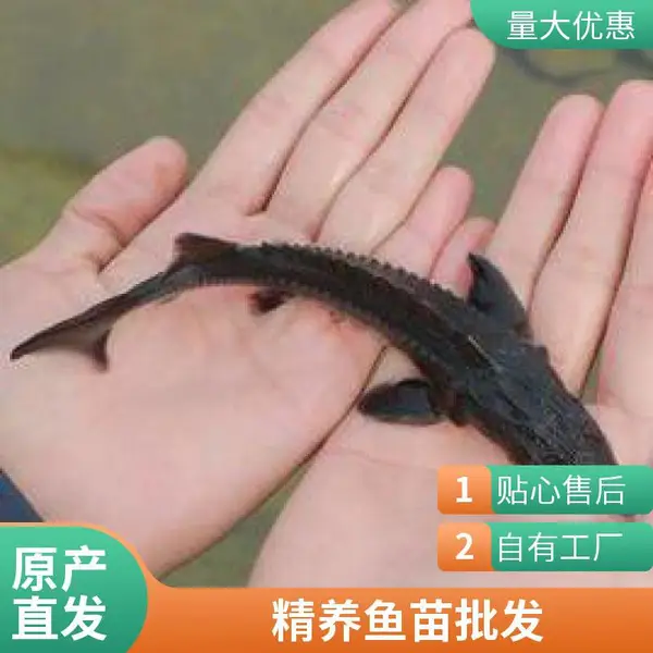 鲈鱼苗鲟鱼苗养殖场现货日照本地自产自销支持技术指导