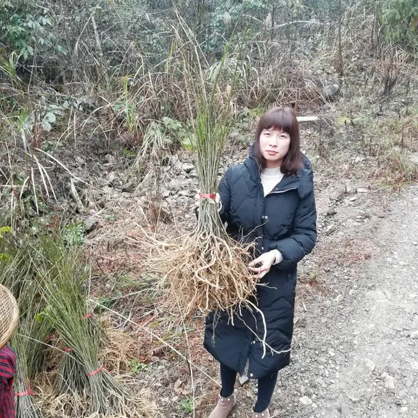 供应三明倒吊黄 观音串 黄花倒水莲种子苗 一手直供