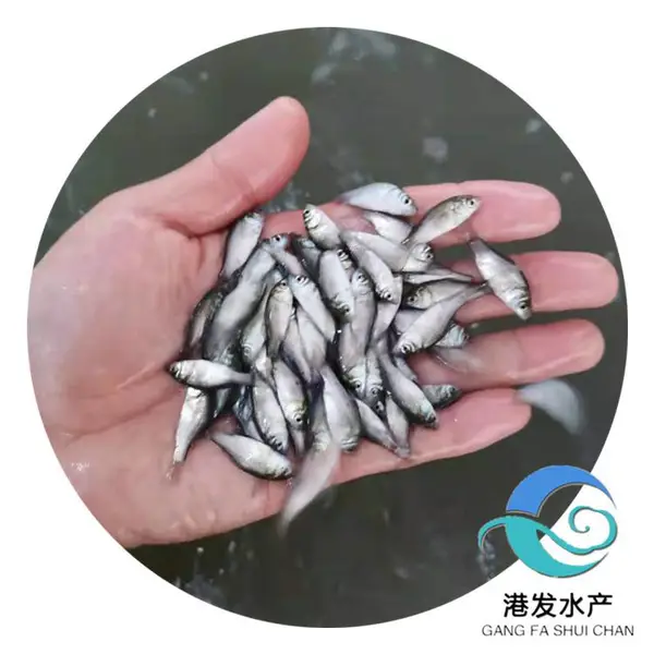 鲫鱼苗批发咨询_鲫鱼苗价格_鲫鱼苗精选厂家港发水产?