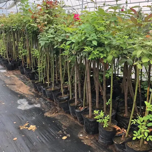 江西树状月季 绿化草花 树状月季小苗价格 兴东花卉