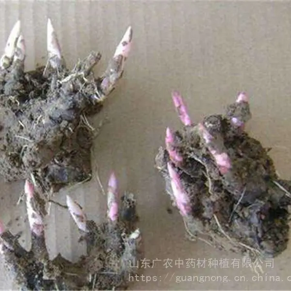 白芍芽头,菏泽芍药,菏泽芍药,芍药苗