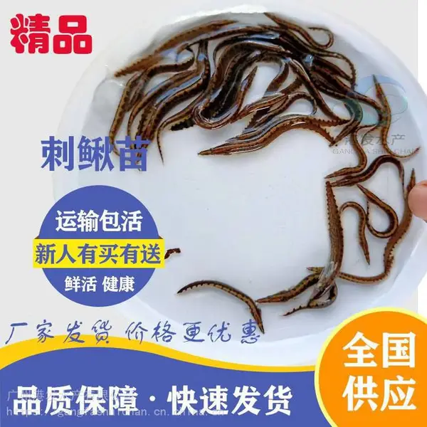 河南安阳刺鳅苗 泥鳅苗 桂花鱼苗 淡水养殖刺鳅鱼苗