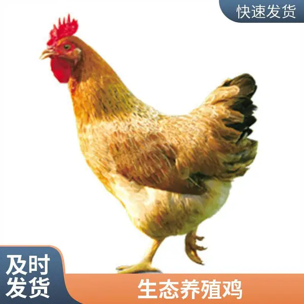 清 远三黄鸡 肉质嫩滑鸡味浓郁 现宰现发货 一手三鸟