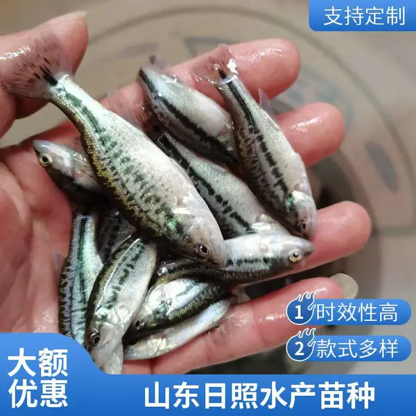 日照加州鲈鱼苗 鲟鱼苗 本地养殖场 工厂化养殖专用 多规格