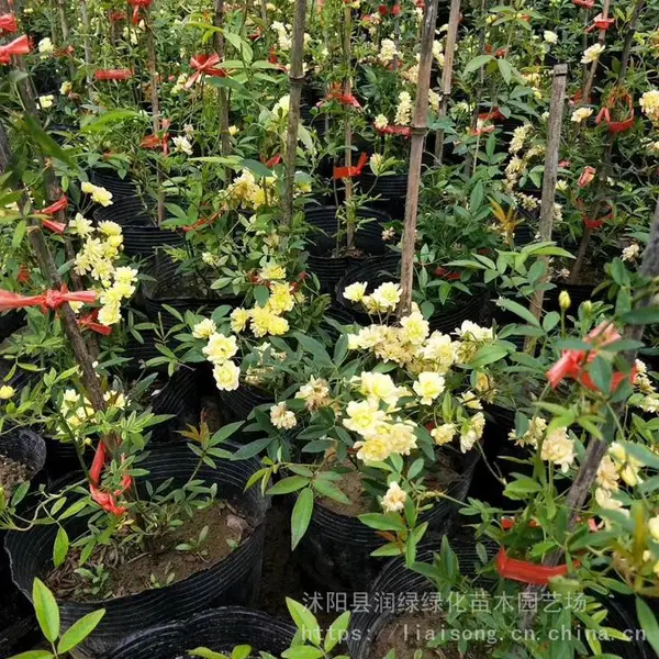红木香苗 木香花苗黄木香苗 白木香苗月季蔷薇玫瑰苗