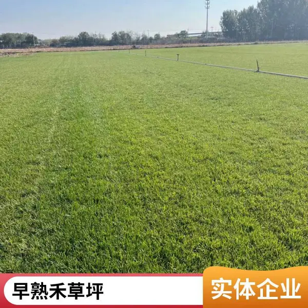 通州早熟禾草坪混播草坪家庭花园绿化设计家庭庭院绿化室外基地