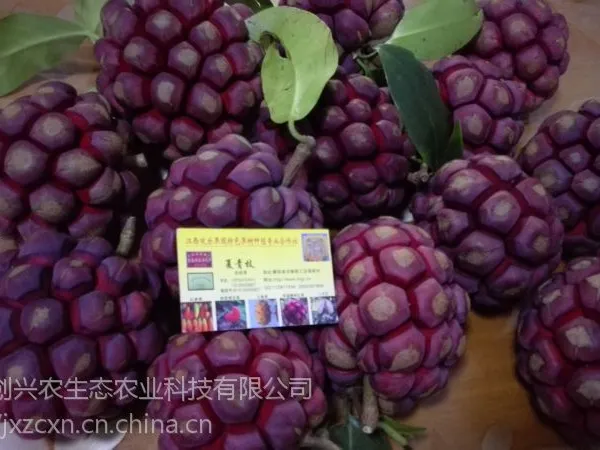 【黑老虎】布福娜、布福娜冷饭团种苗批发、布福娜种植技术、江西布福娜种子批发
