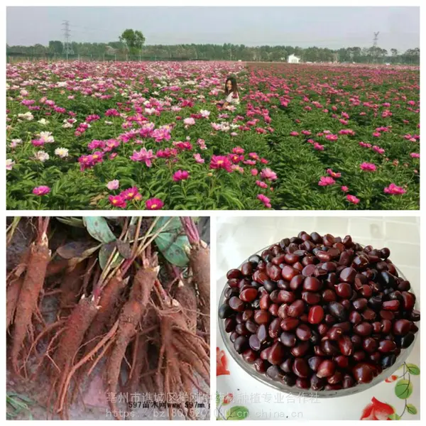 改良赤芍苗@改良白芍种苗@赤芍苗一亩地种植4000棵左右