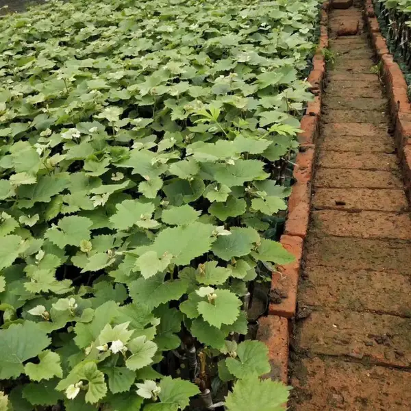 葡萄苗基地 一年嫁接茉莉香葡萄苗 全国包邮 坤朋苗木成活率好