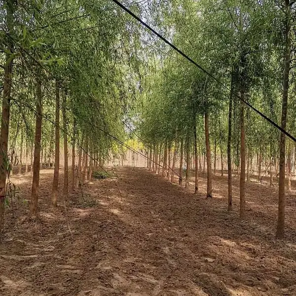 垂柳种植基地 6至15公分垂柳 常年出圃 移栽苗 好成活 河北保定垂柳