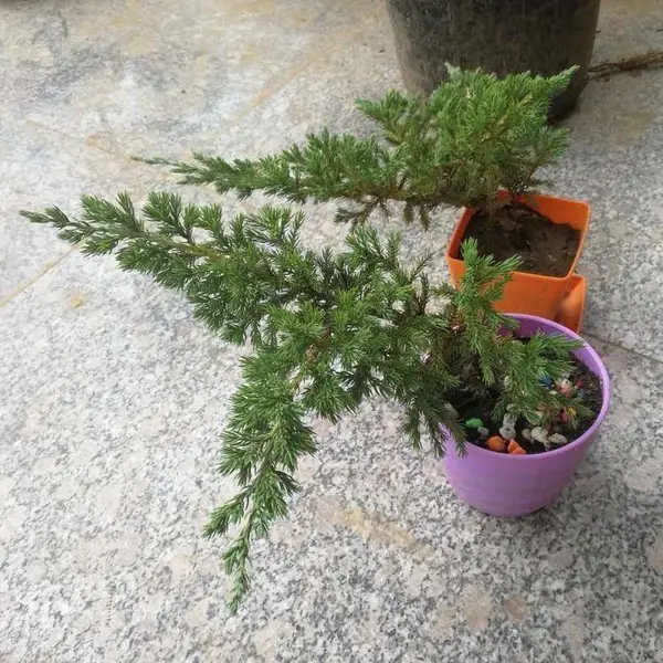 迎客松造型小地柏盆景实拍办公室桌盆栽绿植四季常青植物素材树苗
