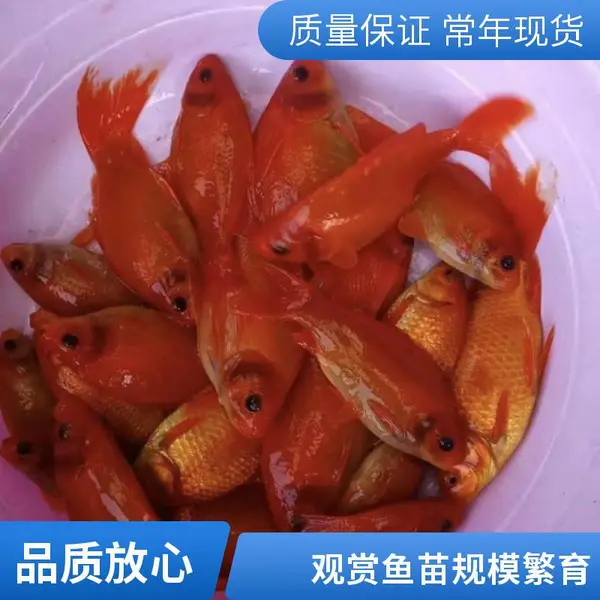 锦鲤鱼苗选购 日照本地观赏鱼苗养殖场 全程供氧 运输损耗低