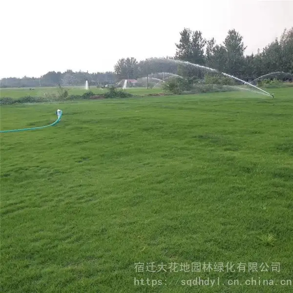 今年***马尼拉草皮沙培草坪价格多少钱一平方请联系我们报价