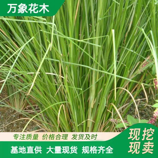 苗圃香根草植物护坡草河道护坡耐旱耐涝耐贫绿化工程草苗