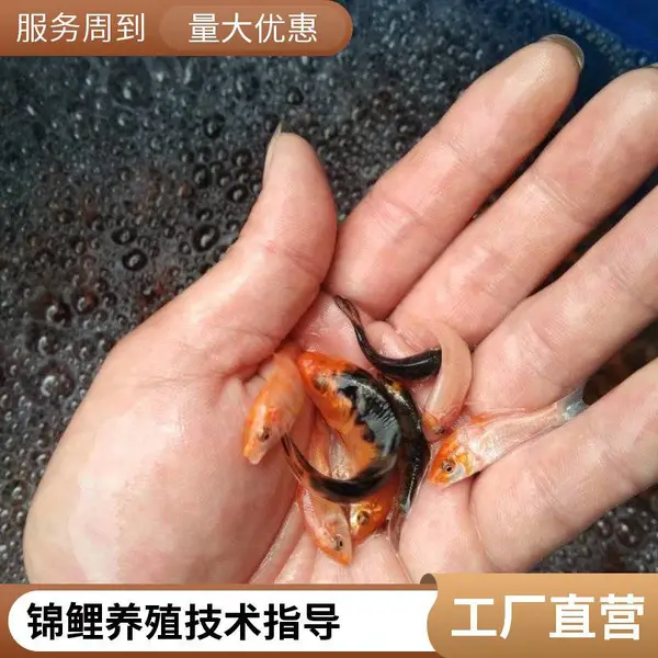 批发锦鲤苗 认准山东潍坊本地观赏鱼苗锦鲤鱼苗养殖场 自产自销