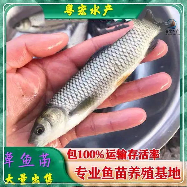 生长速度快草鱼苗 优质脆肉鲩鱼苗 鲩鱼苗