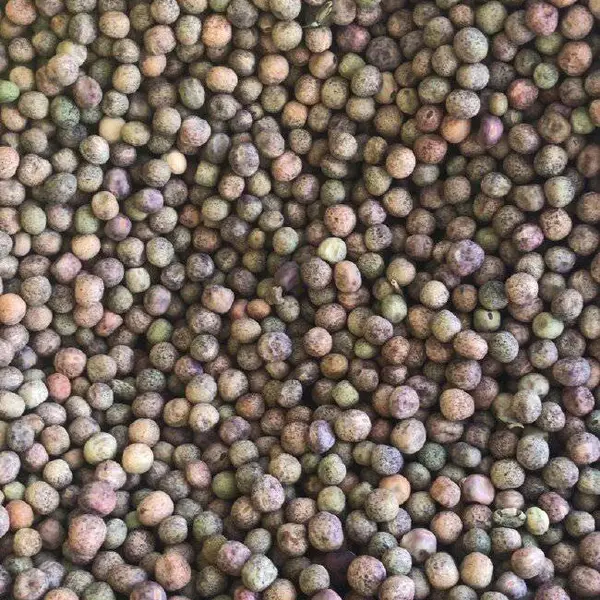 麻豌豆,国产麻豌豆,酒厂专用麻豌豆,芽苗菜麻豌豆