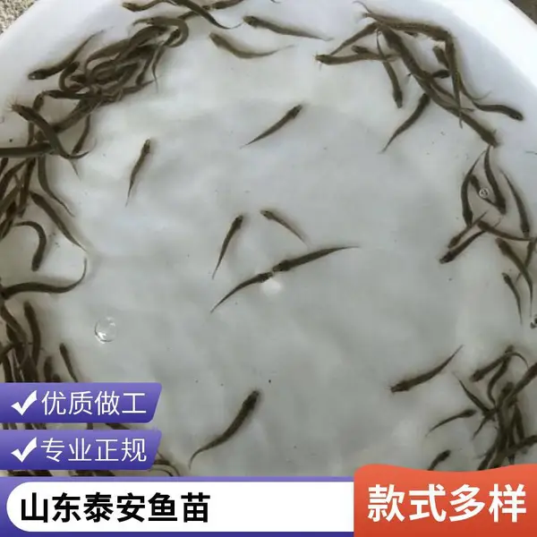 泥鳅苗各规格生长迅速 山东泰安本地黑鱼苗泥鳅鱼苗养殖场