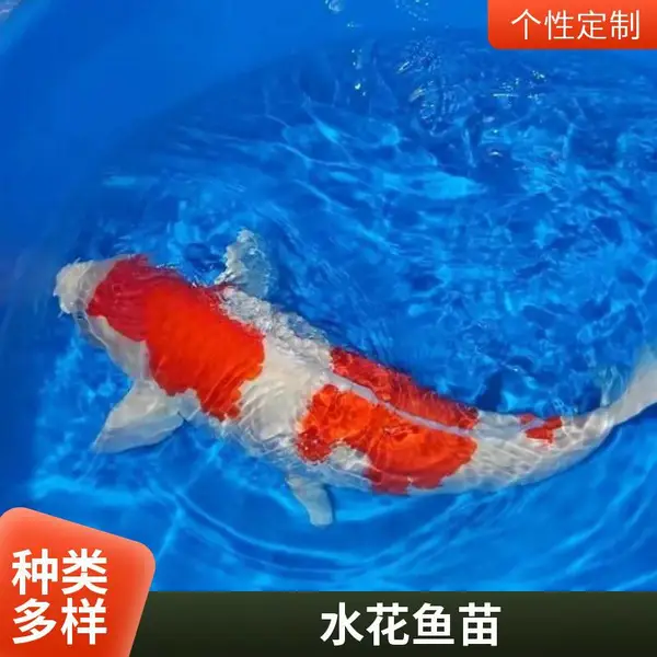 日照本地锦鲤鱼苗养殖场 观赏鱼苗优质种苗 淡水鱼苗发货全国