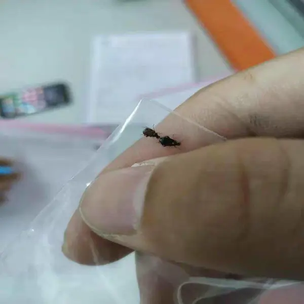 袁州白蚁***中心 园区除白蚁 白蚁***费收费标准