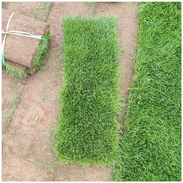 适合北方种植草坪品种 四季青草坪草皮 耐寒耐践踏 公园草坪绿化