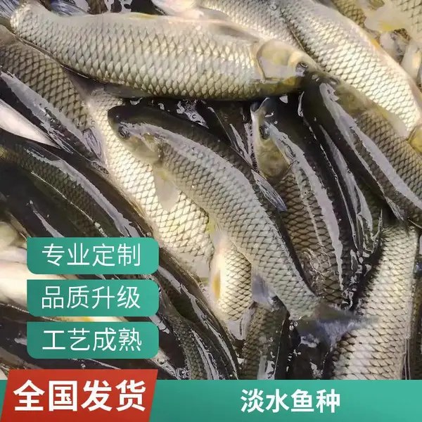 山西吕梁晋中草鱼苗鲤鱼鱼苗养殖场直供优质苗种适合池塘放养