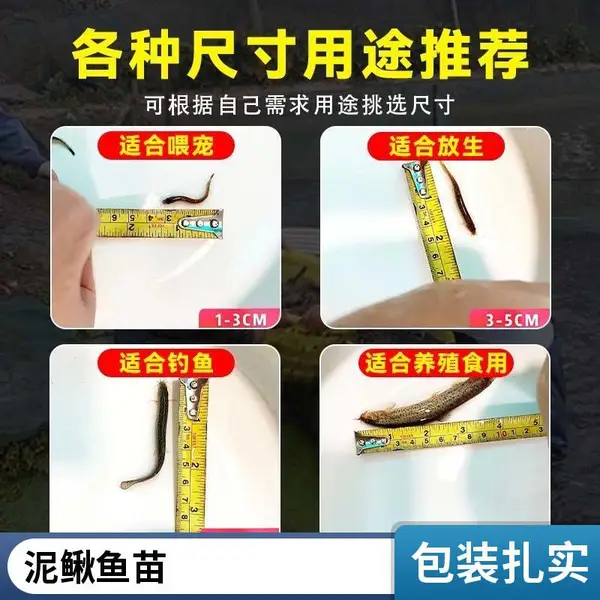 1000几方水池可养殖多少泥鳅苗港明水产台湾泥鳅供应多少钱