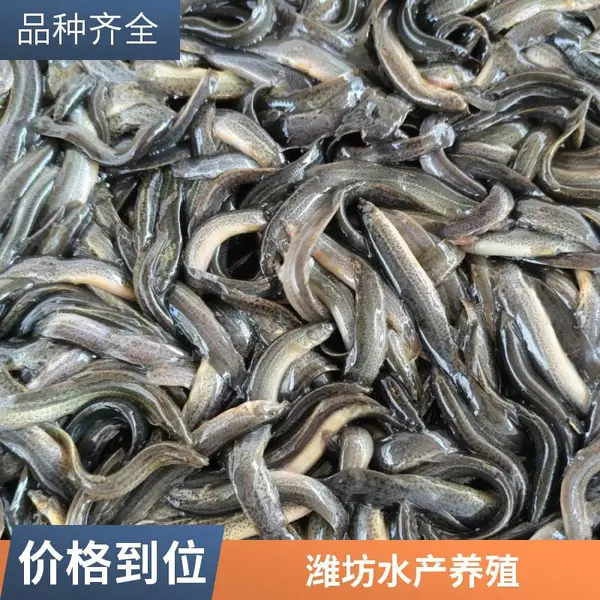 潍坊本地黑鱼苗养殖场 泥鳅鱼苗基地 规格齐全可发货