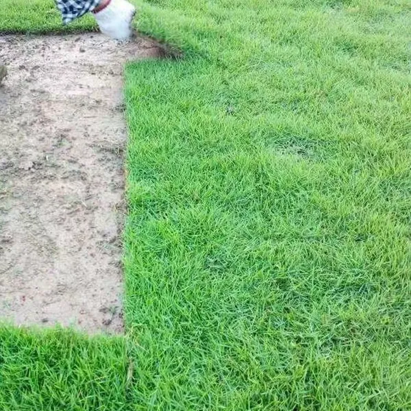 贵州 马尼拉草坪 护坡草籽***格 哪家好