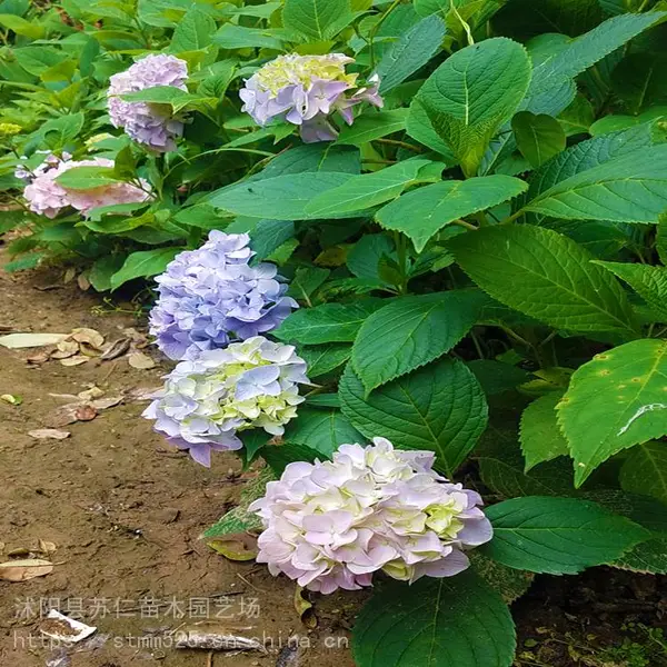 八仙花苗多少钱一棵,规格、图片、基地、种植方法