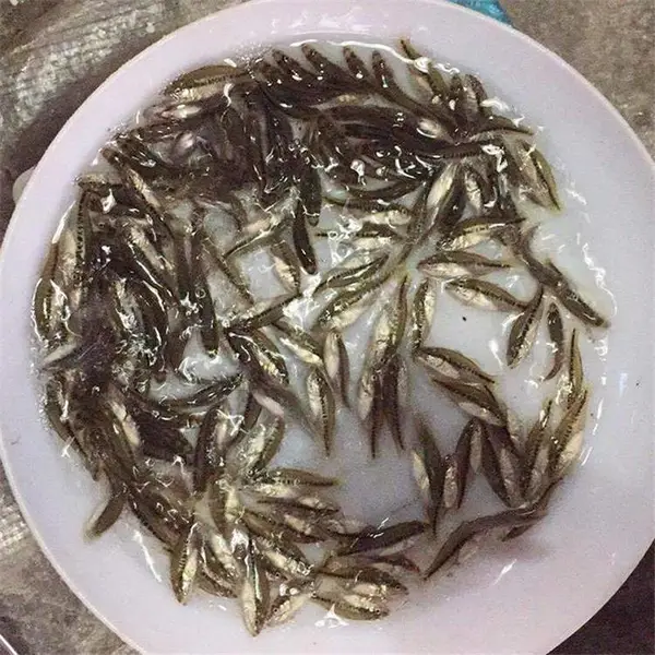 鲈鱼苗5公分，天贵水产全国供应***，欢迎联系