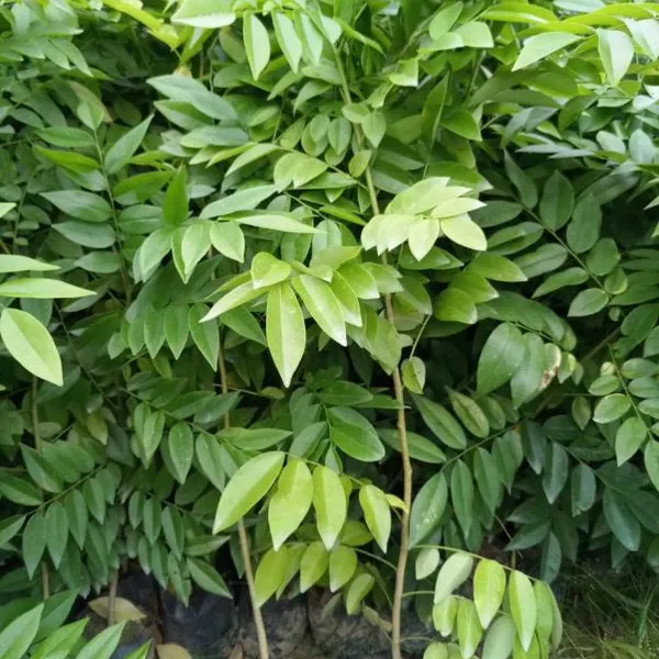 海南黄花梨-降香黄檀-黄花梨树