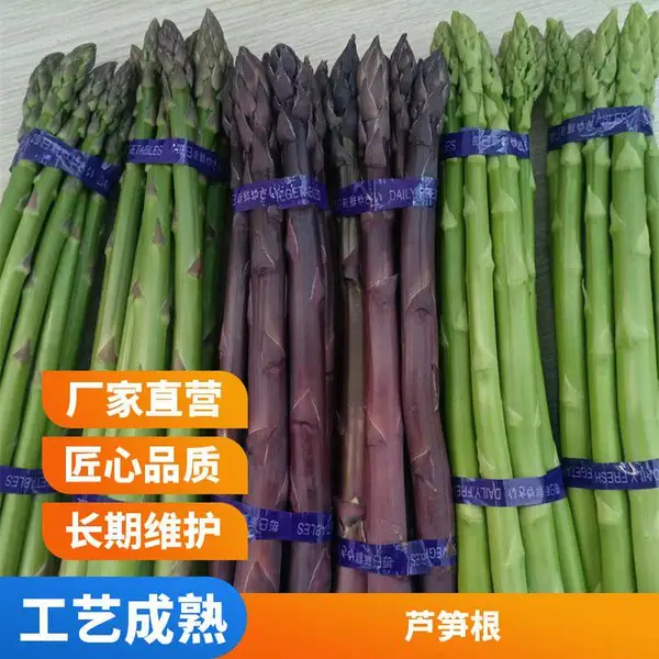 巨鑫源一号芦笋种子 技术栽培生长势强绿芦笋
