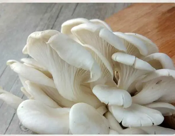 销售富硒食用菌粉 有机硒 富硒平菇粉