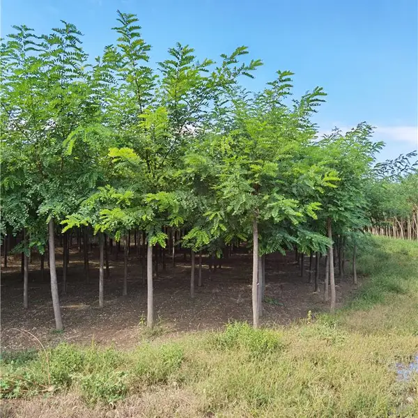 园林绿化-供应刺槐-保定刺槐苗木-熟根苗