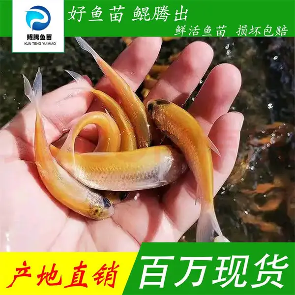 鲲腾水产 优选人工养殖金丝草鱼苗 全国配送 鲜活水产