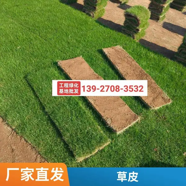 广 东草皮 工程绿化 真草坪带泥土四季常青别墅户外台湾草马尼拉草