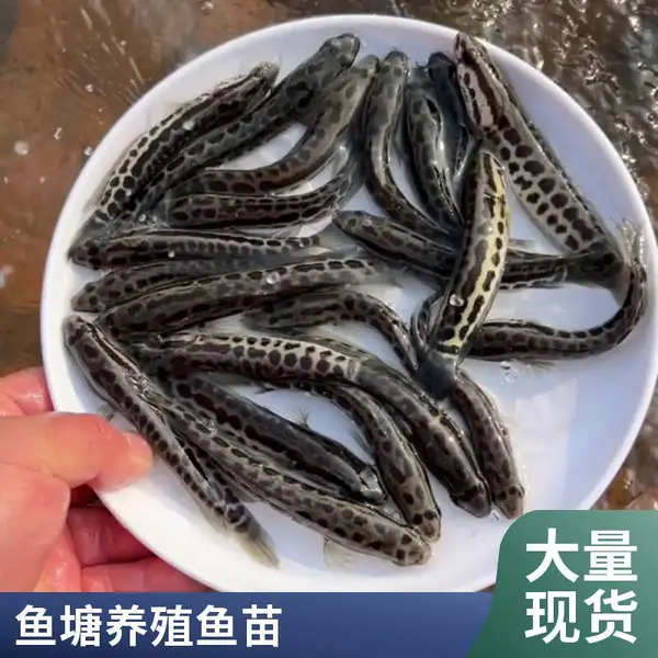 多规格泥鳅苗养殖技术员一对一指导 山东泰安本地黑鱼苗泥鳅鱼苗