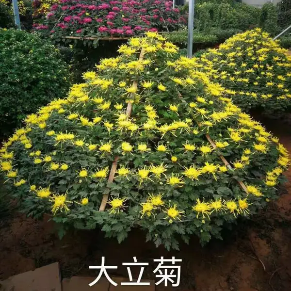 澳门大叶黄杨球是乔木还是灌木洪坤苗木基地