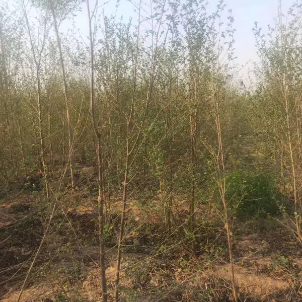 陕西榆林二乔苗木榆树小苗槐3公分基地价格,2米高榆树苗基地,榆树小苗产地报价