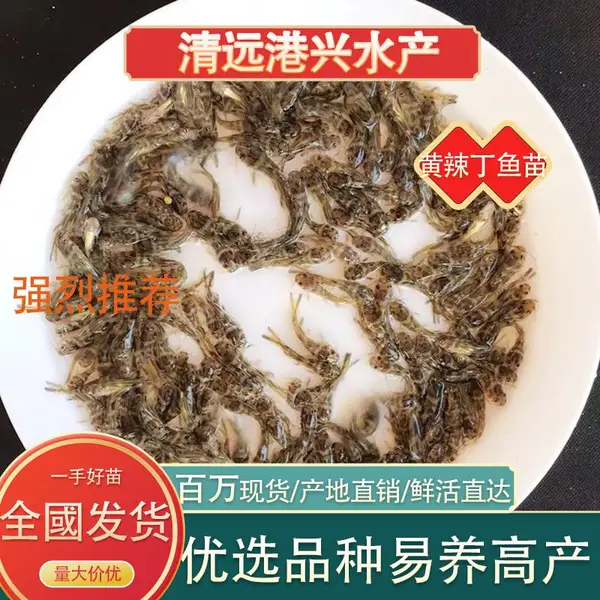 购买黄骨鱼苗 港兴水产黄骨鱼苗黄颡鱼苗黄辣丁鱼苗养殖批发