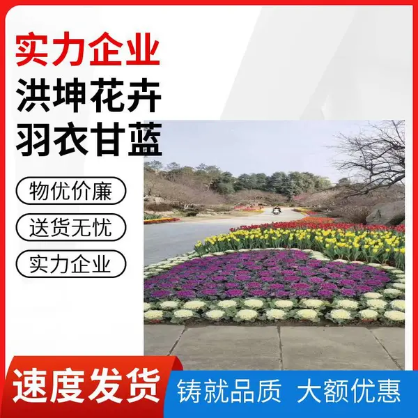 冬季室外可栽植 庭院绿化 道路绿化城市工程用 园林绿化羽衣甘蓝
