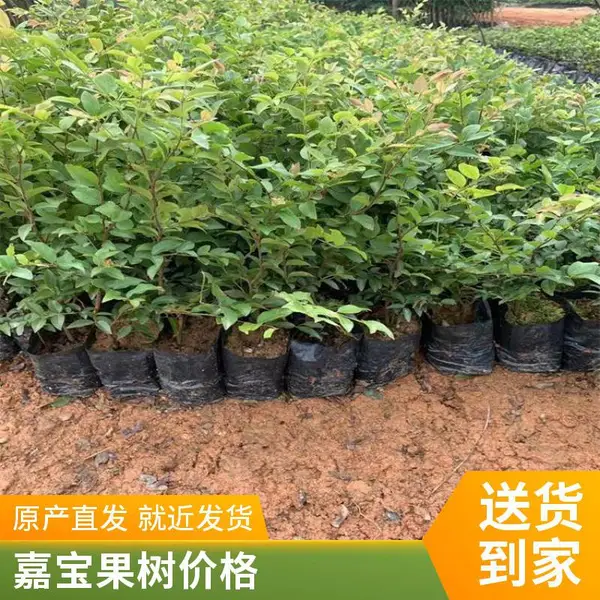 �α����� �䱦�� ����ֱ�� ũ����ֲ�������� ȫ������